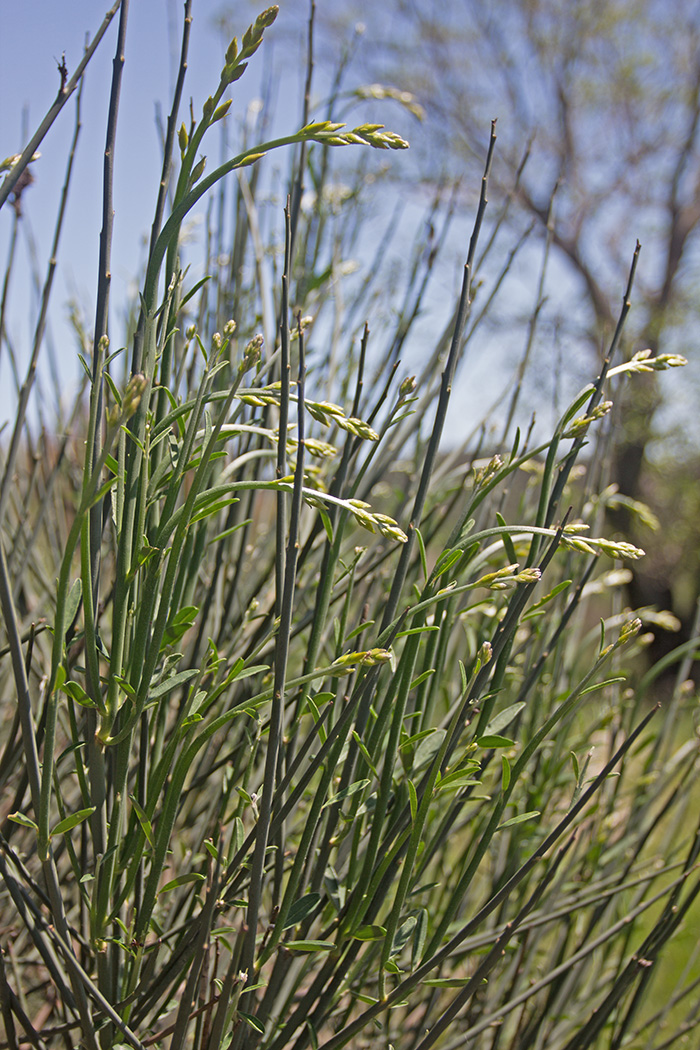 Image of Spartium junceum specimen.