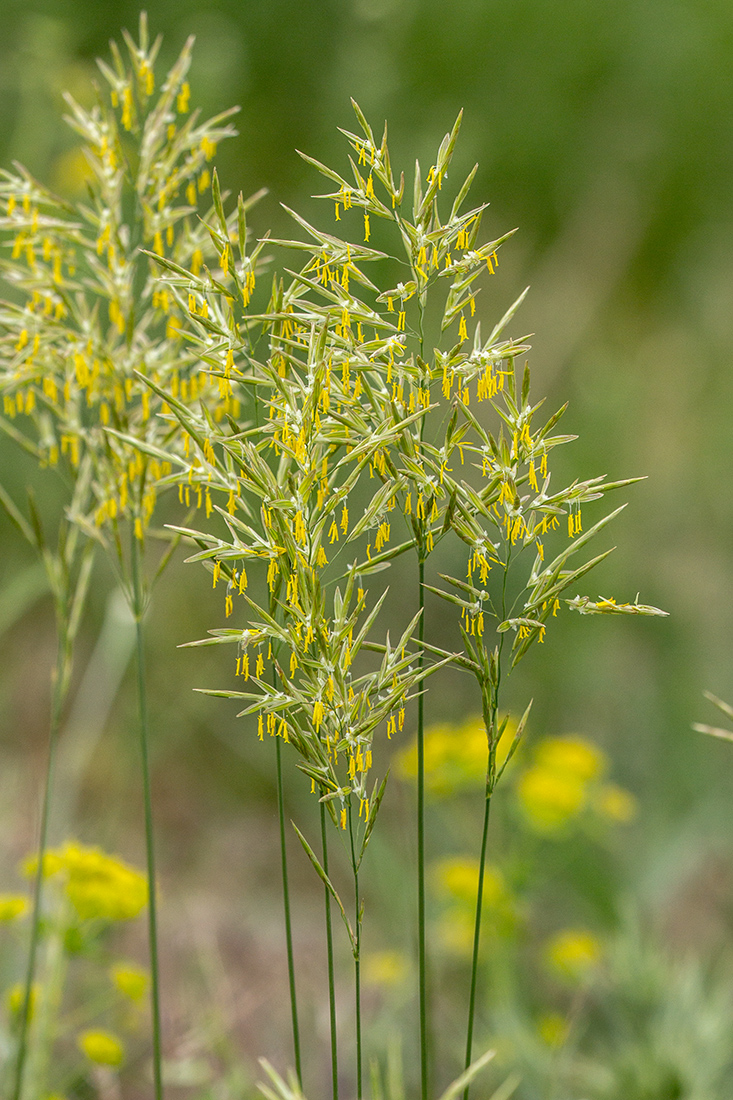 Изображение особи Bromopsis inermis.