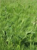 Heracleum sibiricum