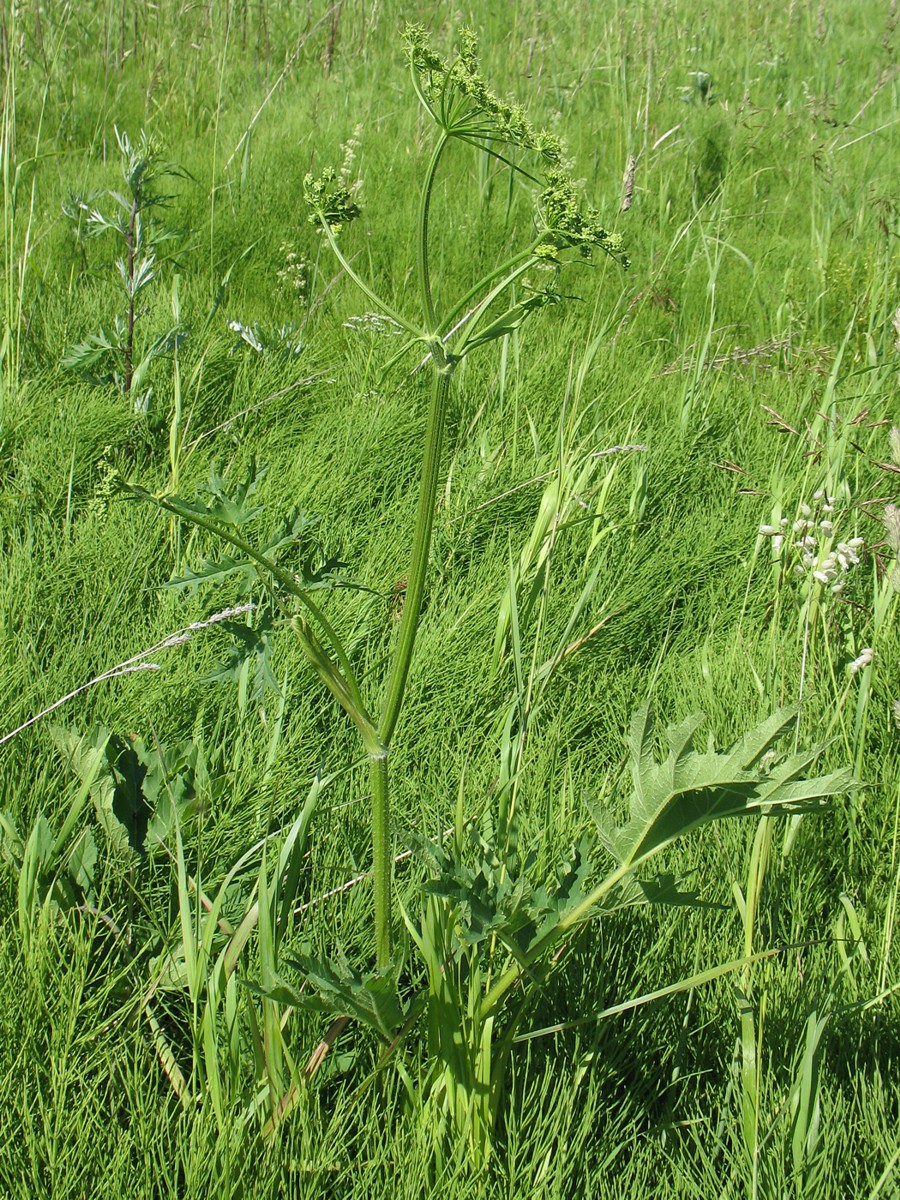 Изображение особи Heracleum sibiricum.