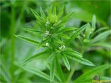 Galium aparine. Верхушка цветущего растения. Украина, Ивано-Франковская обл., Болеховский горсовет, Поляницкий сельсовет, Поляницкий региональный ландшафтный парк, обочина дороги. 17.06.2018.