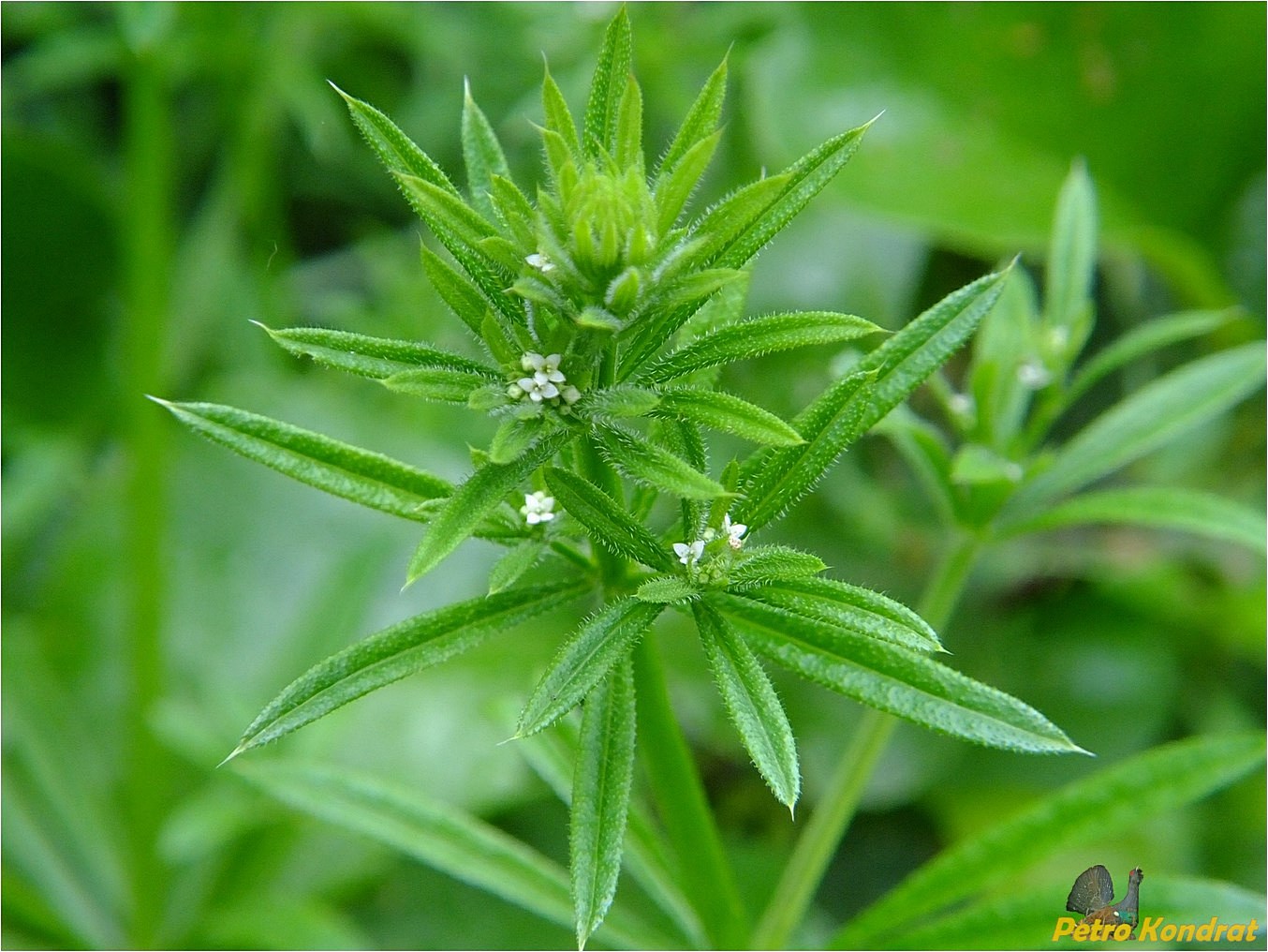 Изображение особи Galium aparine.