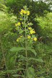 Lysimachia verticillaris. Верхушка цветущего растения. Дагестан, Буйнакский р-н, окр. с. Манасаул, поляна в буковом лесу. 24 июня 2018 г.