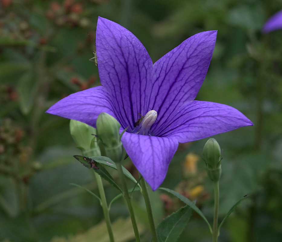Image of Platycodon grandiflorus specimen.
