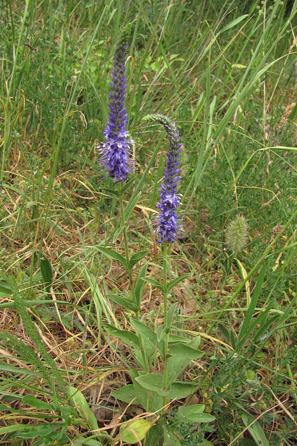 Image of Veronica steppacea specimen.