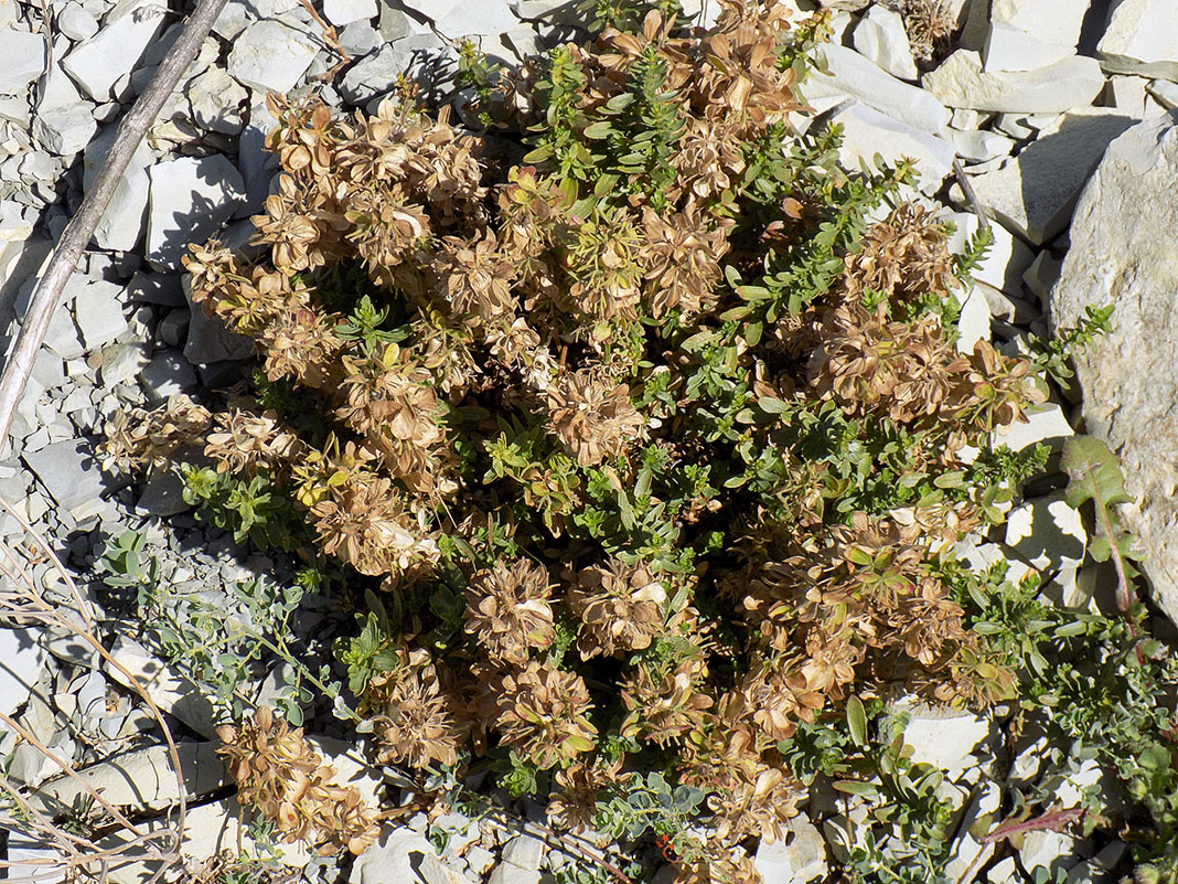 Image of Cruciata taurica specimen.