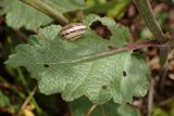 Image of taxon representative. Author is Наталия Панкова