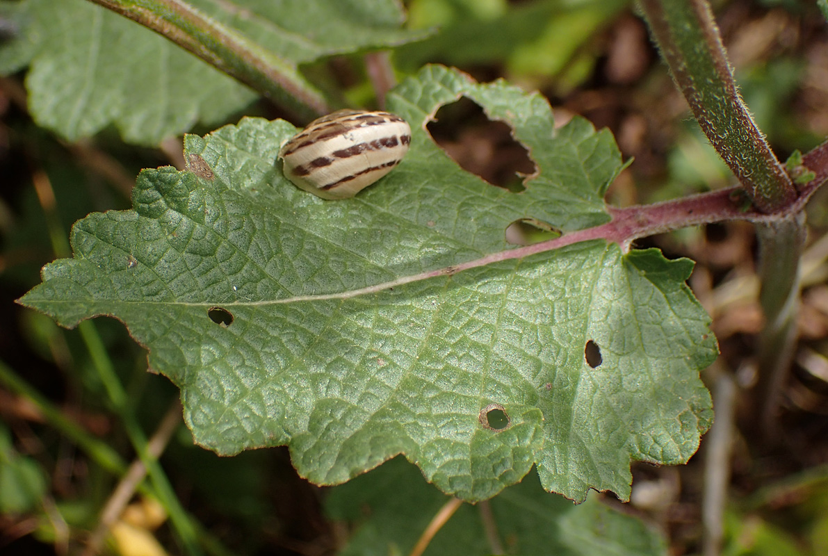 Image of Salvia verbenaca specimen.