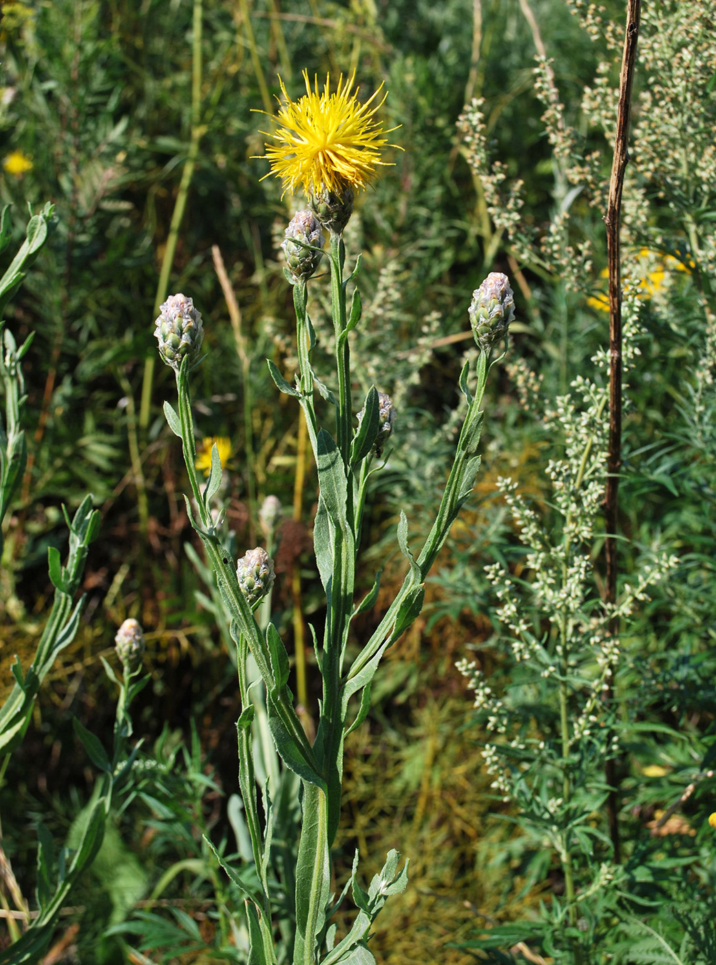 Изображение особи Chartolepis intermedia.