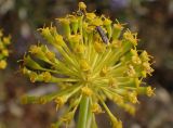 Ferula communis