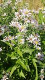 Symphyotrichum novi-belgii