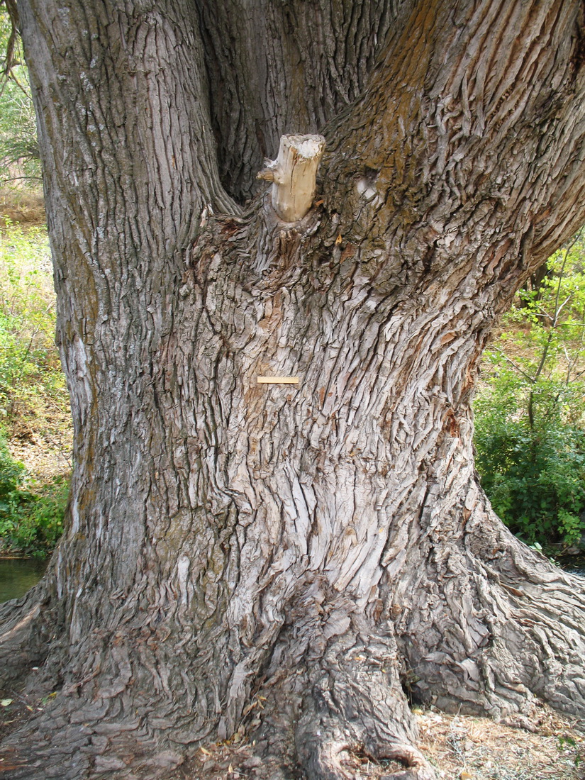 Image of Populus afghanica specimen.