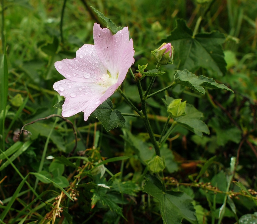 Image of Malva thuringiaca specimen.