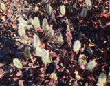 род Salix