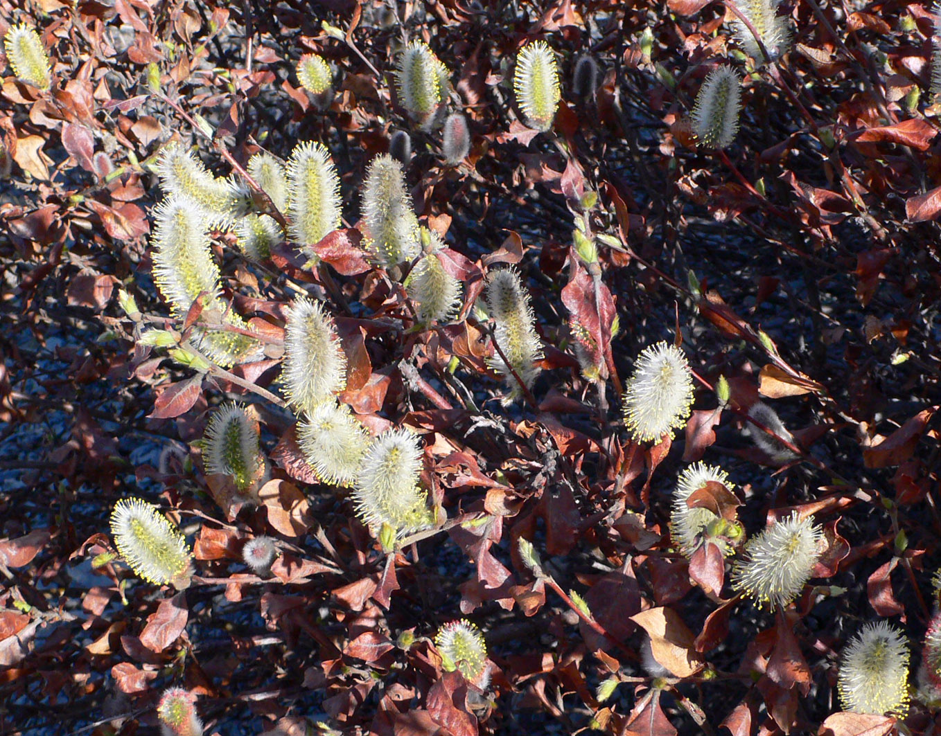 Image of genus Salix specimen.