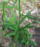 Campanula persicifolia. Нижняя часть цветоносного побега. Украина, Киевская обл., Вышгородский р-н, севернее с. Лебедевка, сосновый лес на левом берегу дренажного канала. 23 мая 2010 г.