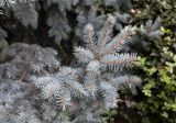 Picea pungens форма glauca. Верхушка ветви. Крым, Южный Берег, г. Ялта, площадь у подножия памятника Ленину. 18.09.2018.