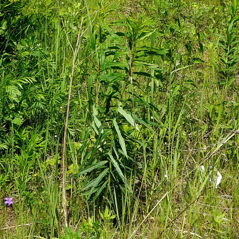 Image of Chamaenerion angustifolium specimen.