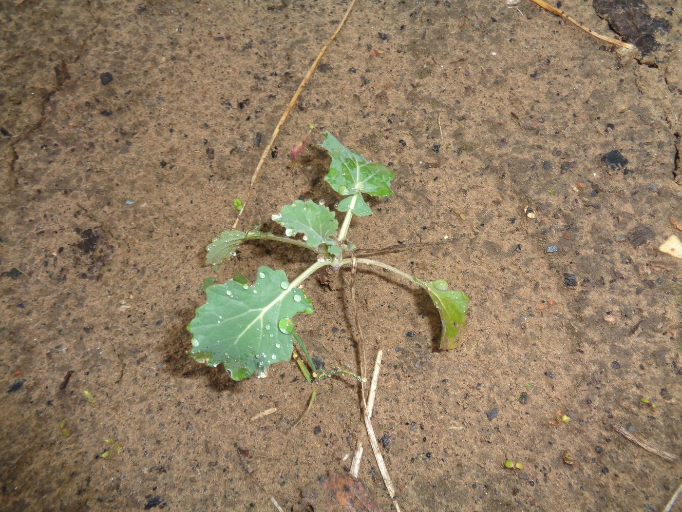 Image of Brassica napus specimen.