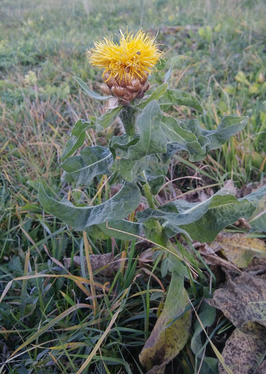 Изображение особи Grossheimia macrocephala.