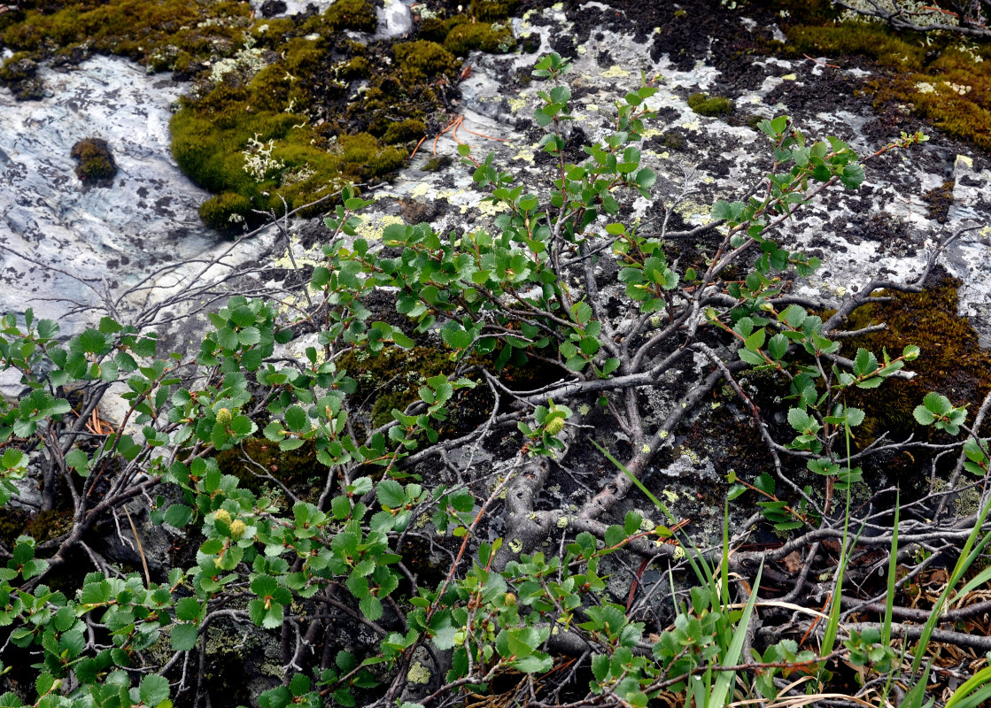 Image of Betula rotundifolia specimen.