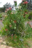 Leucospermum fulgens