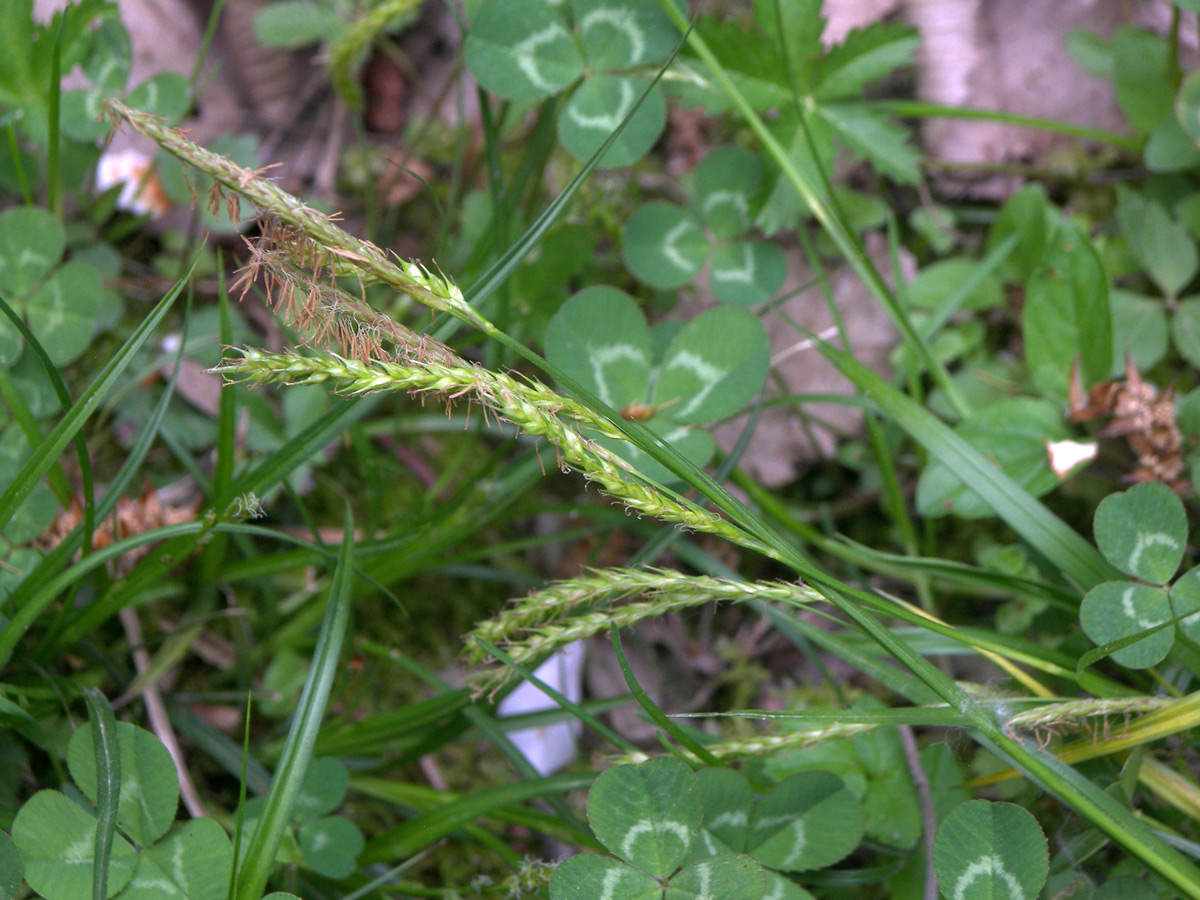 Изображение особи Carex sylvatica.