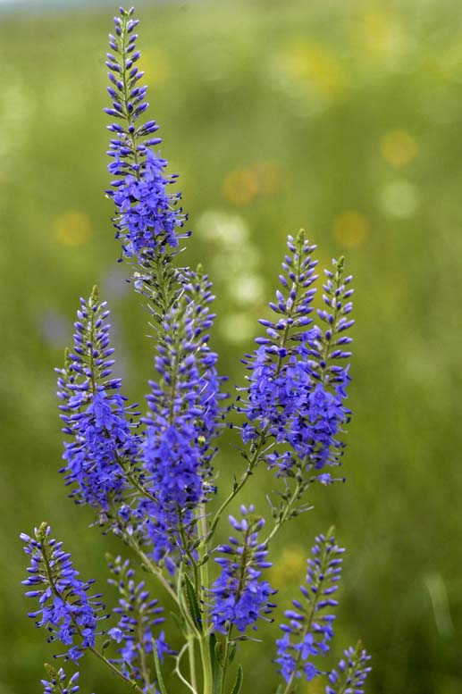 Image of Veronica spuria specimen.