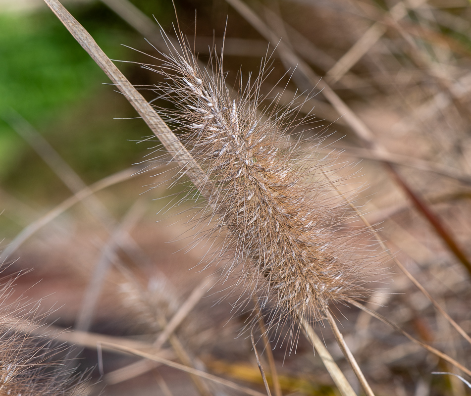 Image of Pennisetum alopecuroides specimen.