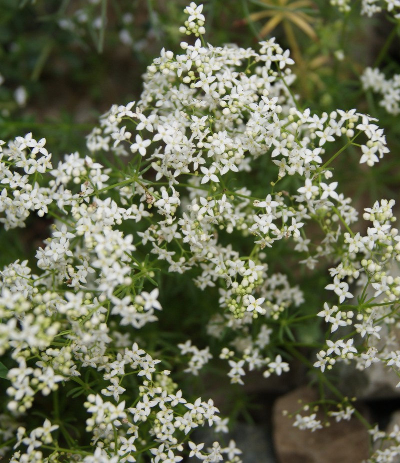 Image of Galium album specimen.