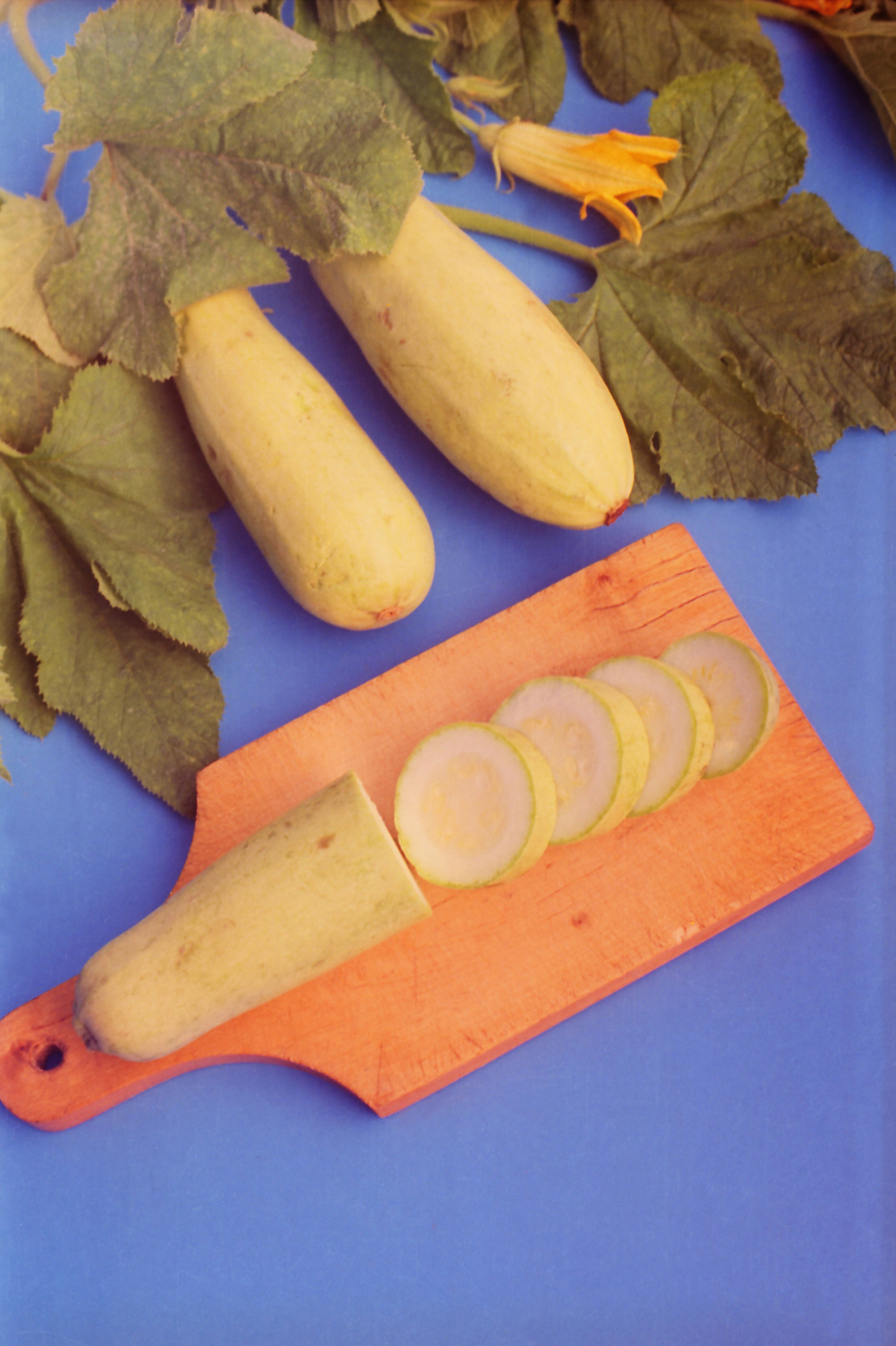 Image of Cucurbita pepo specimen.