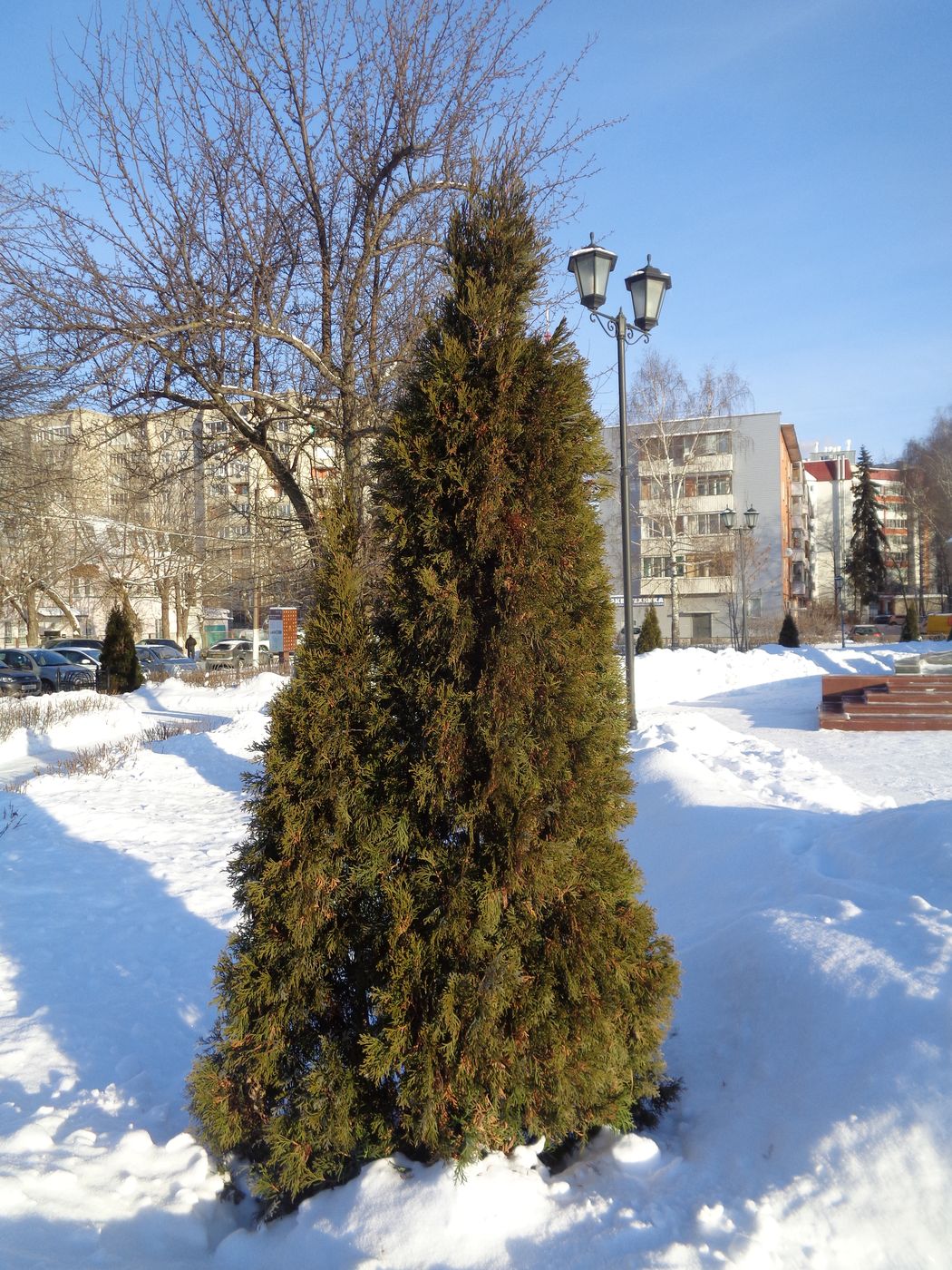 Image of Thuja occidentalis specimen.