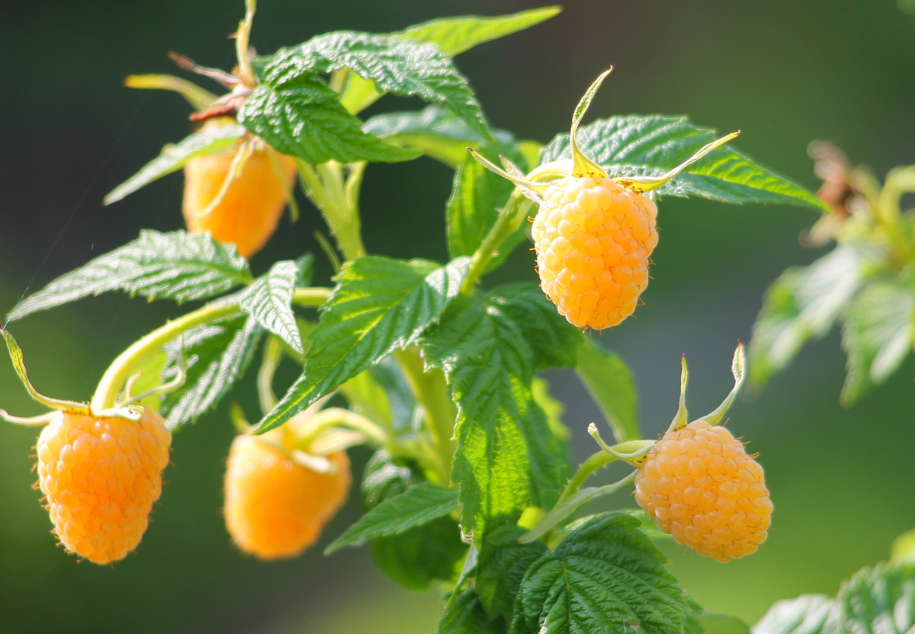 Image of Rubus idaeus specimen.