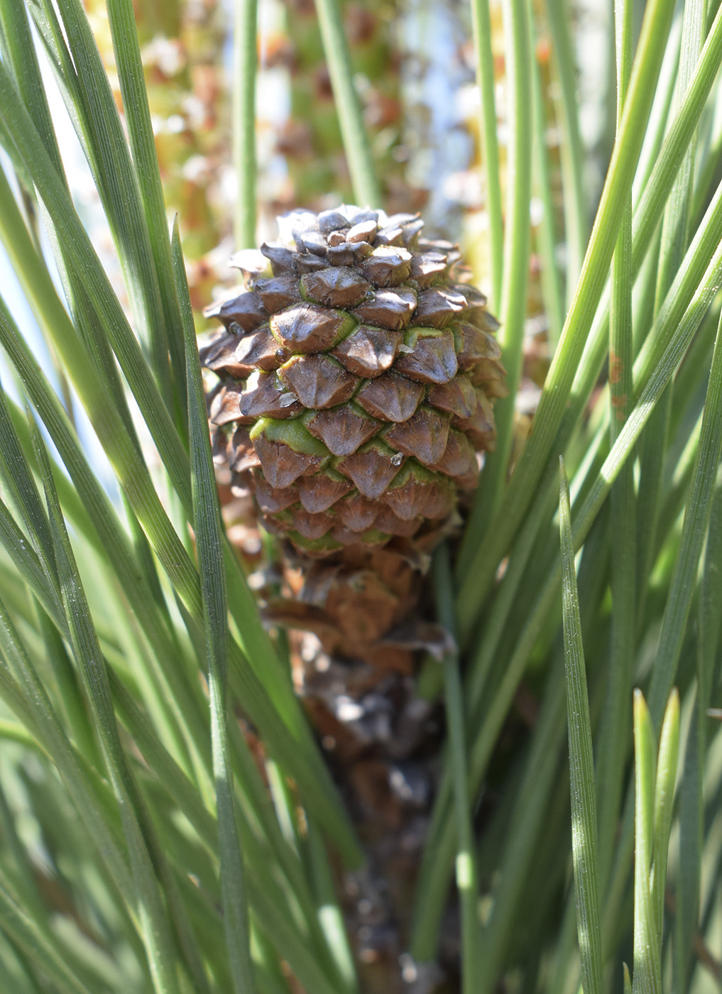 Изображение особи Pinus pinea.