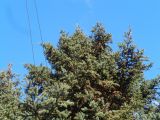Image of taxon representative. Author is Вадим Рыбаков