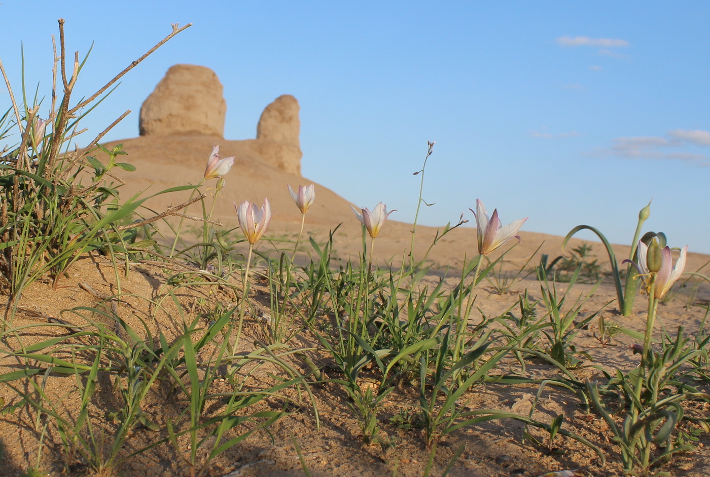 Изображение особи Tulipa sogdiana.