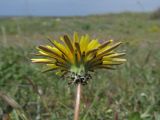 Taraxacum hellenicum. Соцветие. Крым, Севастополь, мыс Иванова Коса, степь. 07.05.2019.