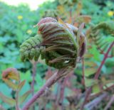 Osmunda regalis. Молодой разворачивающийся фертильный лист. Московская обл., Щёлковский р-н, в культуре. 17.05.2019.