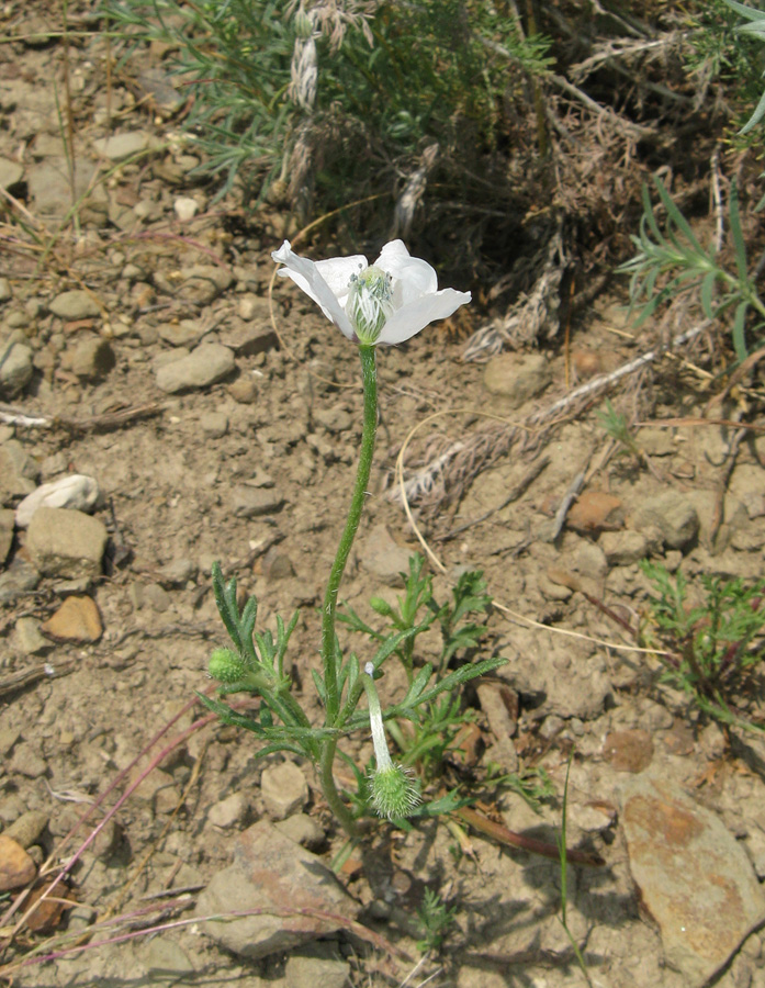 Изображение особи Papaver hybridum.