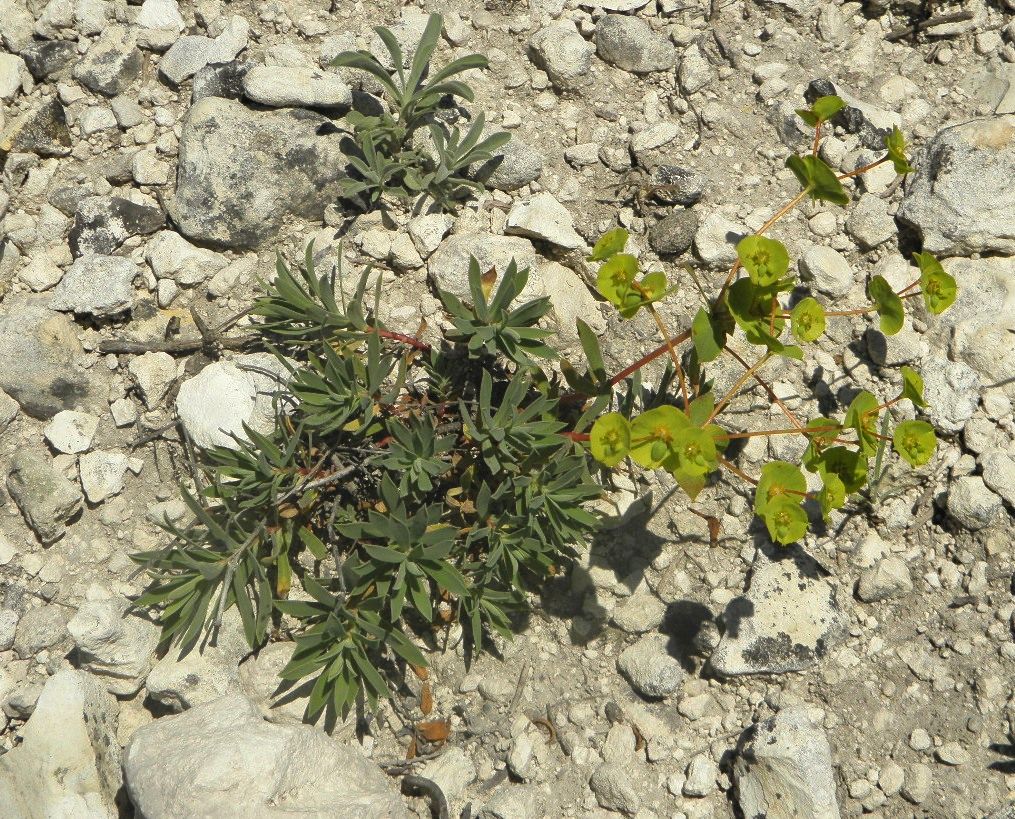 Image of Euphorbia petrophila specimen.