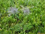 Pulsatilla scherfelii. Плодоносящие растения. Украина, Ивано-Франковская обл., Украинские Карпаты, хребет Черногора, южный склон горы Данцеж, 1700 м н.у.м., субальпийский луг. 26 июня 2019 г.
