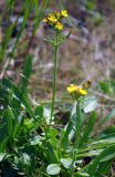 Patrinia sibirica