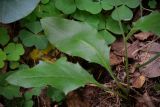 род Hieracium. Прикорневые листья. Кировская обл., г. Кирово-Чепецк, лесопарк. 01.07.2019.