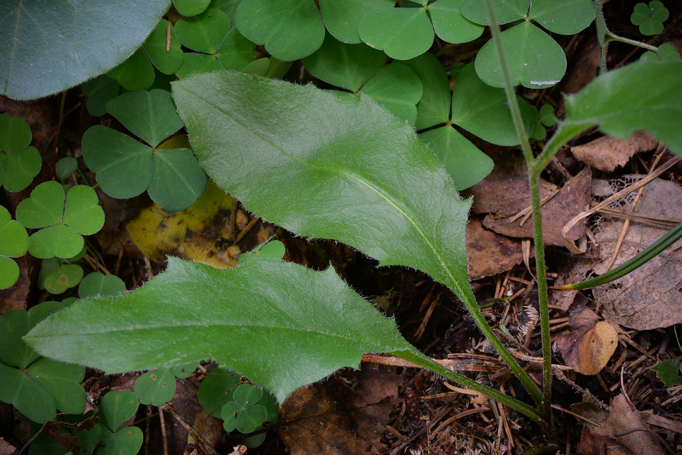 Изображение особи род Hieracium.