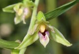 Epipactis leptochila