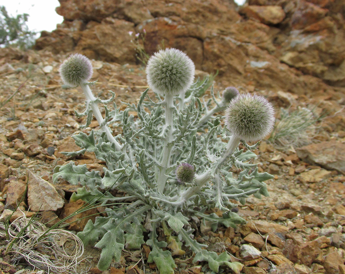 Изображение особи Echinops humilis.