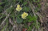 genus Primula