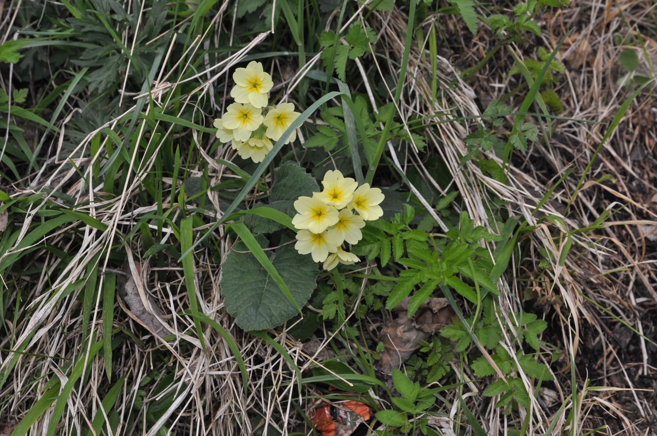 Image of genus Primula specimen.