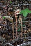 Hypopitys monotropa