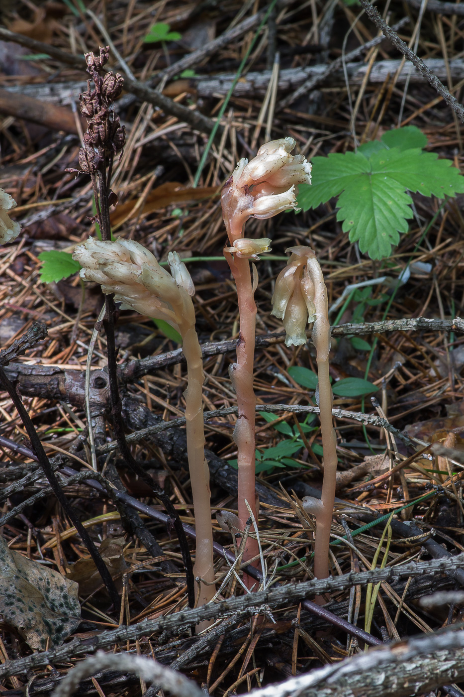 Image of Hypopitys monotropa specimen.